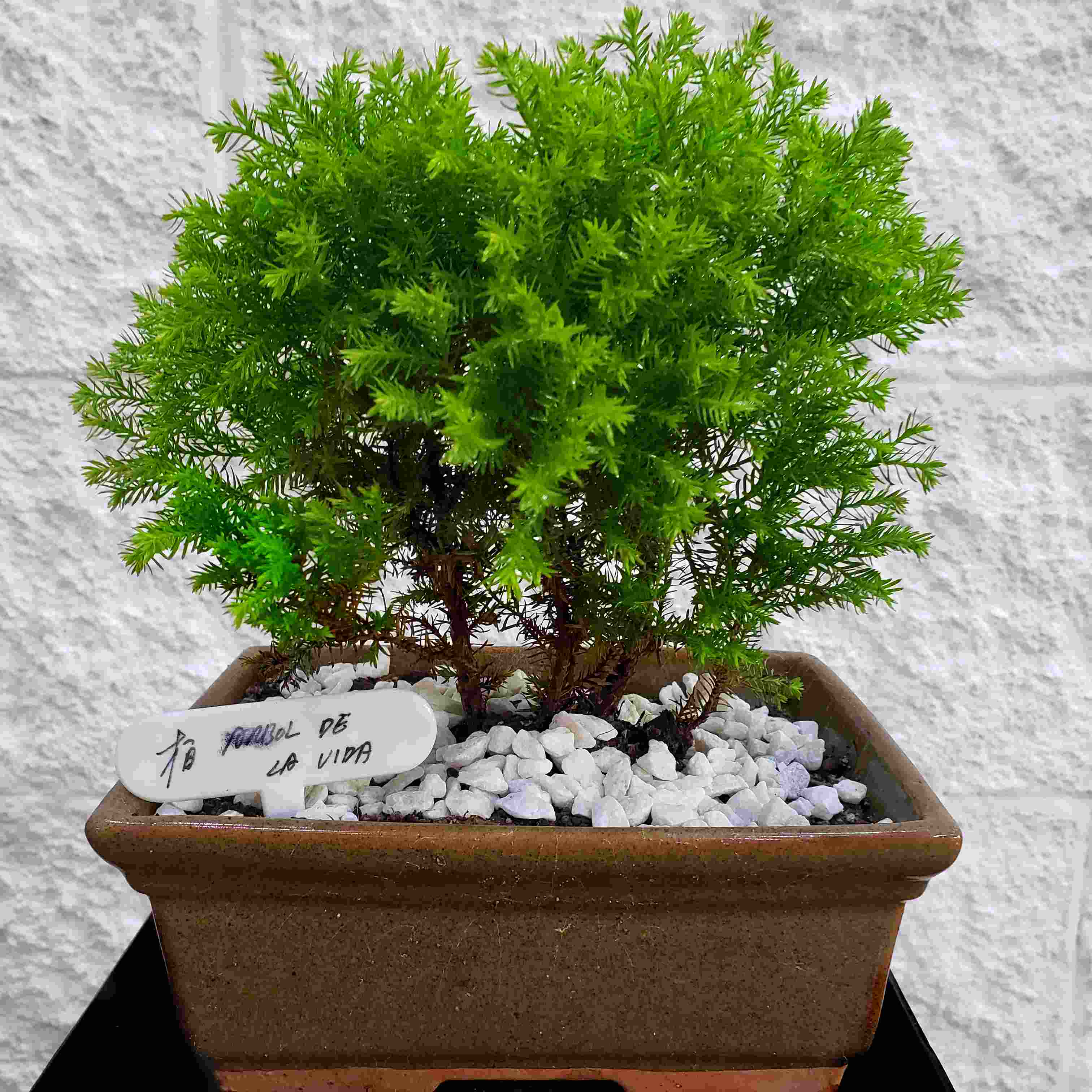 Foto de Bonsai 10 aos